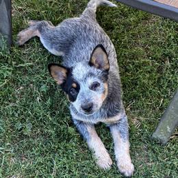 L63-02 - Blue female Australian Cattle Dog puppy in Sheridan, Oregon from 6pk Cattledogs