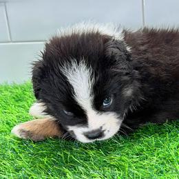 Blue Boy - Black tri male Miniature Australian Shepherd puppy in Newberry, Florida from Southern with Grace Mini Aussies