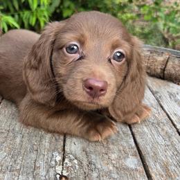 Bunny - Chocolate female Dachshund puppy in Dayton, Ohio from LUXEYPUPS