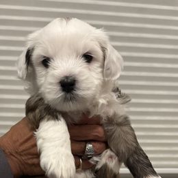 Linus - Sable and white Tibetan Terrier puppy in Winters, California from Rama Kha Tibetans