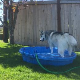 Schipperke and Siberian Husky Puppies from Yuki Ookami Show Kennel