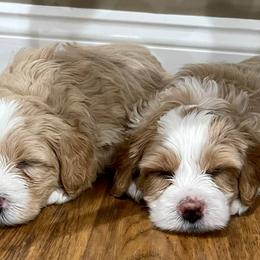 Bernedoodles from Brittany’s Mini Bernedoodles