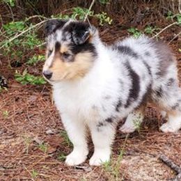 Collie Puppies from Commander Collies