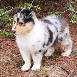 Collie Puppies from Commander Collies