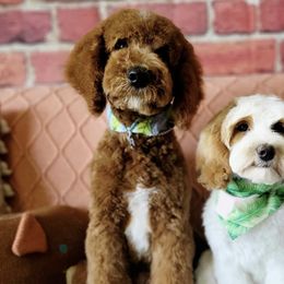 Goldendoodles from White Blossom Farms