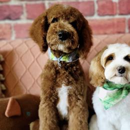 Goldendoodles from White Blossom Farms