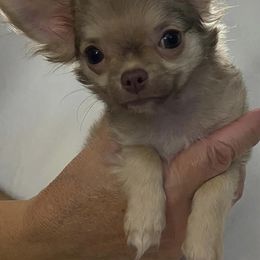 Chihuahuas from G's Chihuahuas