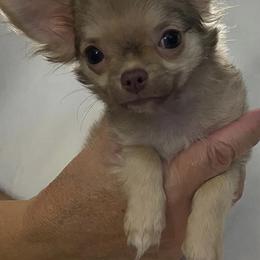 Chihuahuas from G's Chihuahuas