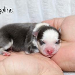 Girl 1 - Blue female Pomsky puppy in Denham Springs, Louisiana from Bayouland Pomskies