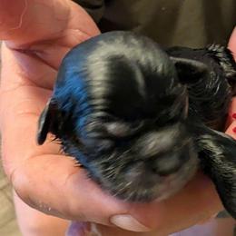 Harry - Black male Lhasa Apso puppy in Fort Worth, Texas from Cynthia's Lhasa Apsos