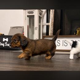 Reece - Dapple female Dachshund puppy in Rising Star, Texas from Boring Weenies