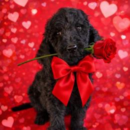 Benji - Black male Pyredoodle puppy in Willacoochee, Georgia from Kitandkboodle's Doodles