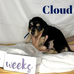 Dachshund Puppies from Shannon Dolly’s Dachshunds