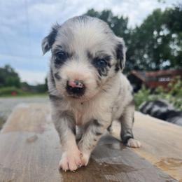 Girly - Blue merle female Miniature Australian Shepherd puppy in Pocahontas, Arkansas from Melissa's Mini Aussies