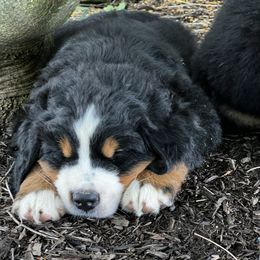 Bernese Mountain Dog and Pembroke Welsh Corgi Puppies from Highland Meadows