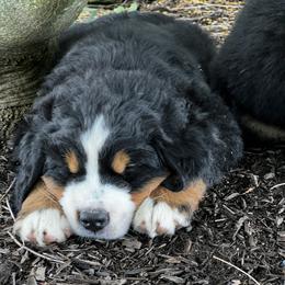 Bernese Mountain Dog and Pembroke Welsh Corgi Puppies from Highland Meadows