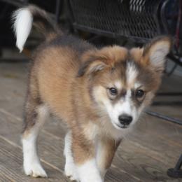 Flint - male Nenets Herding Laika puppy in Manns Choice, Pennsylvania from Mystic Winds Nenets Laikas
