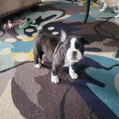 French Bulldog Puppies from Proud French Bulldogs