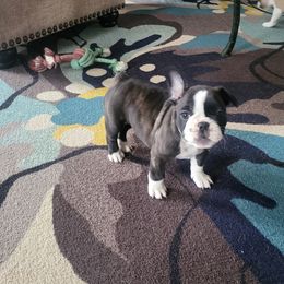 French Bulldog Puppies from Proud French Bulldogs
