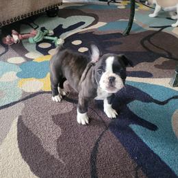 French Bulldog Puppies from Proud French Bulldogs