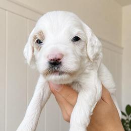 Acorn - Parti male Goldendoodle puppy in Gilbert, Arizona from Doodle Bliss