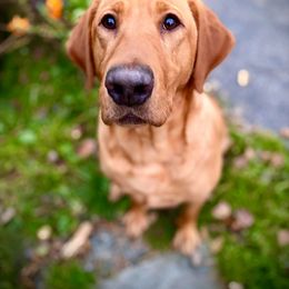 Labrador Retriever All Grown Up from Wolf Den Retrievers