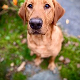 Labrador Retriever All Grown Up from Wolf Den Retrievers