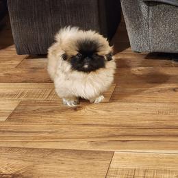 Pekingese Puppies from Con-Lea Pekingese kennel