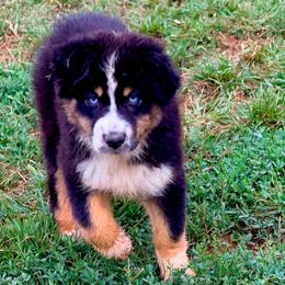 Veda - Black tri-color female Australian Shepherd puppy in Mineral Wells, Texas from A6 Australian Shepards
