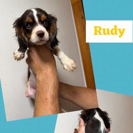 Rudy - Chocolate male Cavalier King Charles Spaniel puppy in Spring Hill, Florida from Wonderland Cavaliers