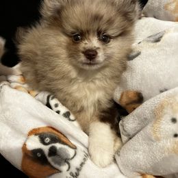 Pomeranian Puppies from Abq Poms