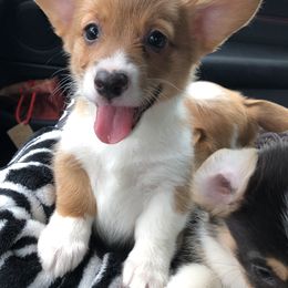 American Corgi and Pembroke Welsh Corgi Puppies from Red White & Bluie Corgi