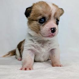 Clover - Sable merle and white female American Corgi puppy in Clarksville, Tennessee from Cold Creek Family Farm LLC