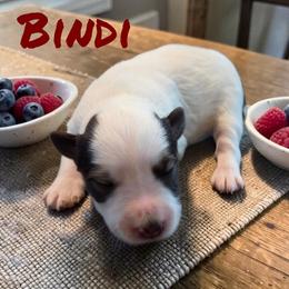 Bindi - Parti female Miniature Schnauzer puppy in Clemmons, North Carolina from Schnauzer Snobs