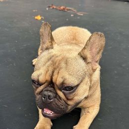 French Bulldogs from Iglesias k9