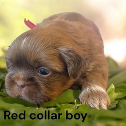 Red - Liver male Shih Tzu puppy in Berkeley Springs, West Virginia from Sandridge Shih Tzus
