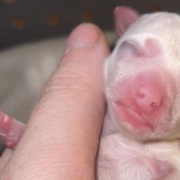 Chihuahuas from Small & Mighty Chihuahuas