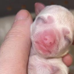 Chihuahuas from Small & Mighty Chihuahuas