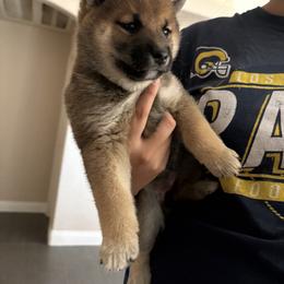 Shiba Inu Puppies from Adrianna Garduno