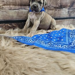 Blue-Straw carrier - Gray male Cane Corso puppy in Fritch, Texas from Carrie Brown's Cane Corsos