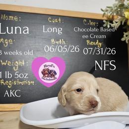 Lexi - Cream female Dachshund puppy in Hoquiam, Washington from Heyd's Mini Dachshunds