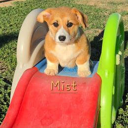 Mist - Red female Pembroke Welsh Corgi puppy in Kiowa, Colorado from Cool Water Corgis LLC