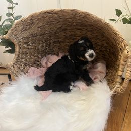 Bernedoodle Puppies from Timber Trail Bernedoodles RI
