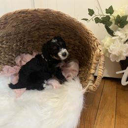 Bernedoodle Puppies from Timber Trail Bernedoodles RI