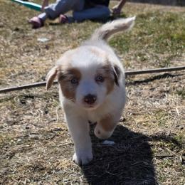 Cruzan Boy 1 - Red merle male Australian Shepherd puppy in Solon, Maine from Mountain Range Australian Shepherds