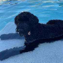 Giant Schnauzer Puppies from Olympian Giant Schnauzers