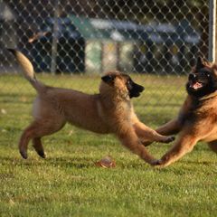 Belgian Tervuren Puppies from Beartooth Belgian Tervuren