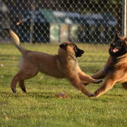Belgian Tervuren Puppies from Beartooth Belgian Tervuren