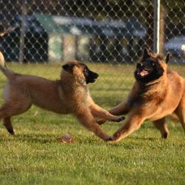 Belgian Tervuren Puppies from Beartooth Belgian Tervuren
