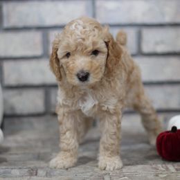 Aussiedoodle Puppies from Peachydoodlepups